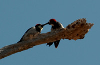 Acorn Woodpecker Feeding a Young Bird