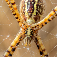 Banded Garden Spider (Argiope trifasciata) in Dew (Detail)