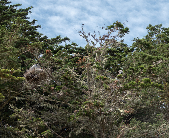 Heron Nests