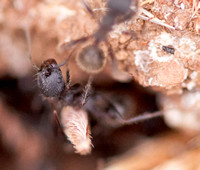 Harvester Ant (Messor andrei) Emerging from her Nest
