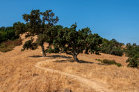 7/28/2024 Healing in Nature in Coyote Valley