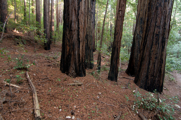 16Redwoods_DSC3825