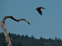 Red-tailed Hawk (Buteo jamaicensis) Taking Flight (2)
