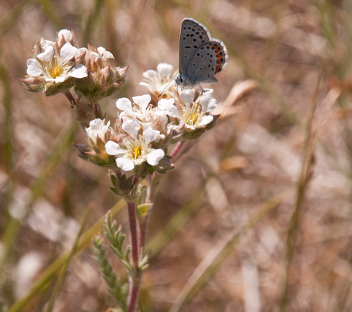 Butterfly on Plumas Ivesia