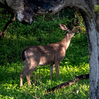 Browsing Deer