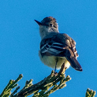 Birds of Coal Mine Ridge Nature Preserve