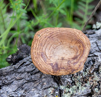 Fungus from Oak Log -- Top View