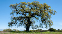 Lonely Valley Oak (Quercus lobata) in Spring