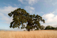 Lonely Oak in Grasslands