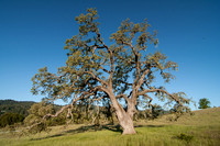 Valley Oak (Quercus lobata)