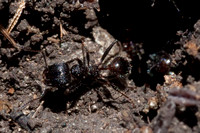 Harvester Ant (Messor andrei) Leaving the Anthill