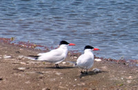 Caspian Tern (Sterna caspia) at Searsville Lake