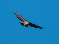 Red-tailed Hawk Soars Free