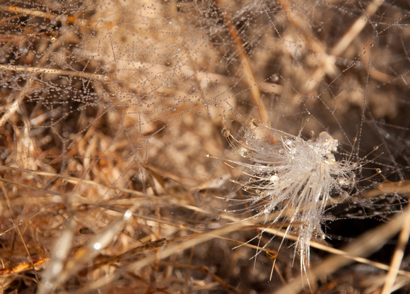 Dew Decorations