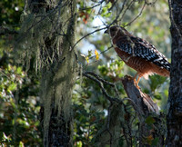 Red-shouldered Hawk (Buteo lineatus) on perch in Blue Oak forest