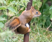 Acrobatic Squirrel