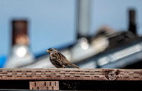 White-crowned Sparrow (Zonotrichia leucophyrs) (?)