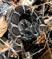 7/16/2019 Traversing the Preserve: Rattlesnake, Fawn, & Birds