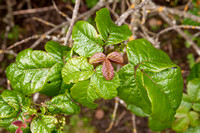 Poison Oak (Toxicodendron diversilobum)