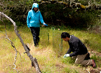 Rodolfo Dirzo and Assistant Place Artificial Seedling near Caged Blue Oak Seedling (Quercus douglasii)