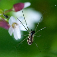 Spider in front of Miner's Lettuce Blossom