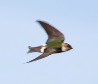 Violet-green Swallow D (Tachycineta thalassina) (??) in Flight -- or is this a Northern Rough Wing?