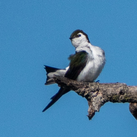 Swallow in Old Valley Oak