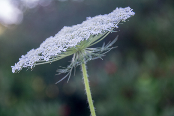 White Flower