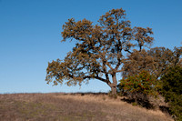 Valley Oak (Quercus Lobata) and Toyon (Heteromeles arbutifolia) on Ridge