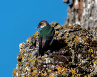 Violet-green Swallow (Tachycineta thalassina) in Old Valley Oak