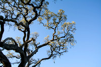 Visitors' Oak in Springtime