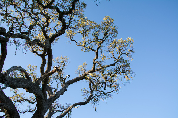 Visitors' Oak in Springtime