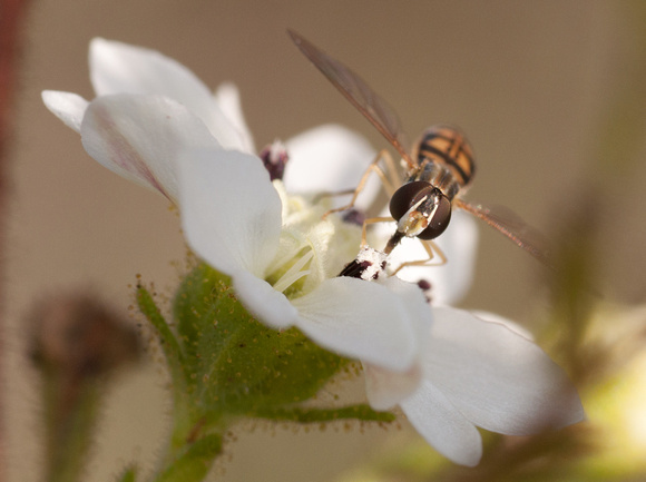 Female Syrphid Fly (Taxomerus marginatus) on Tarweed Flower (Head On)