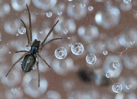 Spider with Dew (Closer)