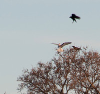 Two Crows and a Kite again