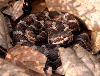 4/28/2012 Rattlesnake, Hawk, & Nesting Birds: Ant Pre