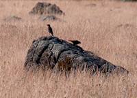 Blackbirds on Serpentine Rock