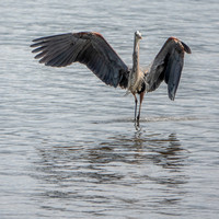 Great Blue Heron (Ardea herodias), Folding its Wings