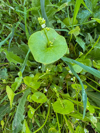 Miners' Lettuce on Mapache Trail