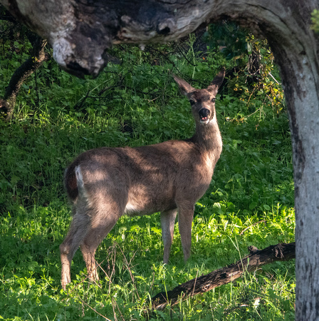 Chewing Deer, Alert