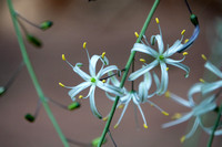 Blossoming Soap Plant (Chlorogalum pomeridianum var. pomeridianum)