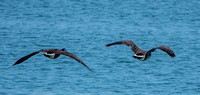 Canada Geese (Branta canadensis) in Flight