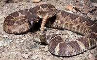 10/4/2011 Rattlesnake & More