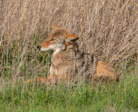 3/15/2020 Coyote at the Frog Pond, Again