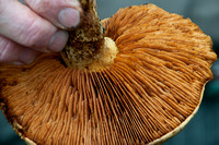 Jack-O-Lantern Mushroom (Omphalotus olivascens)