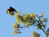 Red-winged Blackbird Sings in Spring