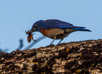 Male Western Bluebird (Sialia mexicana) Worries Insect