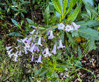 5/6/2024 Yerba Santa Flowers with Ant