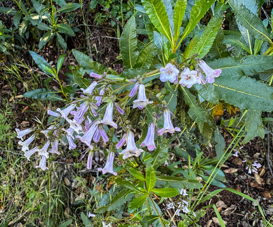 California Yerba Santa (Eriodictyon californicum) in Bloom