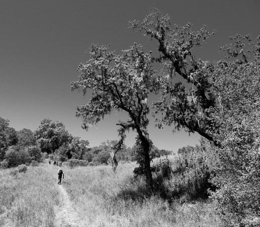 Two Oaks at Noontime, in Context